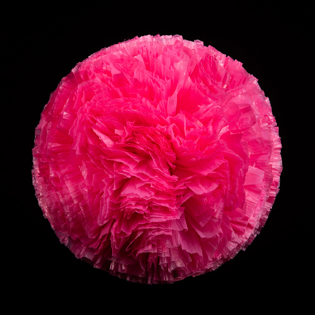 Fuchsia (07)